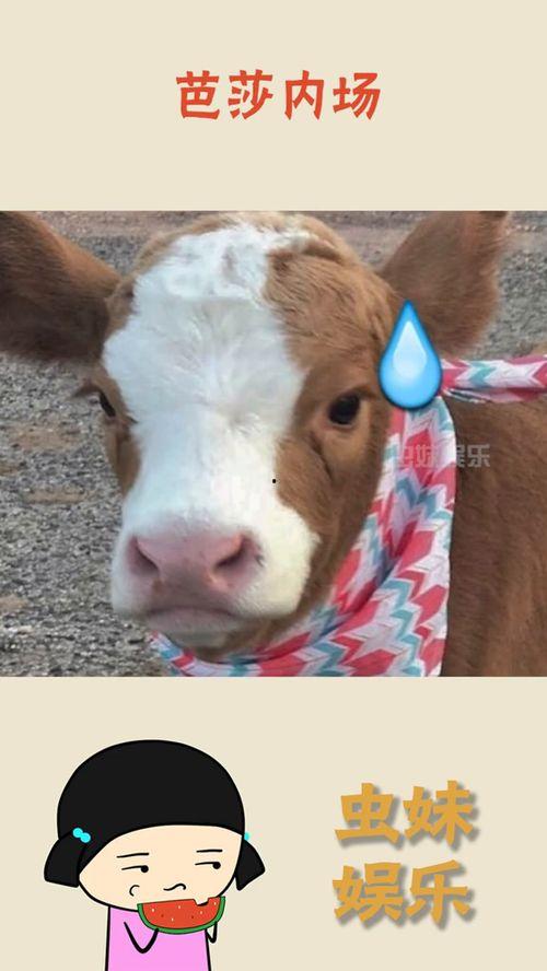 娱乐吃瓜酱遛狗,揭秘明星宠物日常